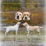 Psí inzerce, inzerce psů - Labradorský retriever - žlutá štěňátka s PP