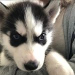 Psí inzerce, inzerce psů - Sibiřský husky - Sibiřský husky štěňátka