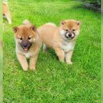 Psí inzerce, inzerce psů - Shiba - Shiba Inu s PP - Štěně
