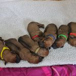 Psí inzerce, inzerce psů - Rhodéský ridgeback - Štěňátka ridgeback s PP