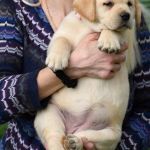 Psí inzerce, inzerce psů - Labradorský retrívr - Štěňátka labradorského retrívra