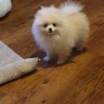 Psí inzerce, inzerce psů - holčička Pomeranian
