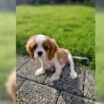 Psí inzerce, inzerce psů - Kavalír King Charles španěl - Cavalier King Charles Spaniel – fenka ( stene ) s 