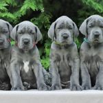 Psí inzerce, inzerce psů - Německá doga - Štěňata - Německá doga - modrá s PP