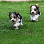 Psí inzerce, inzerce psů - Jorkšírský teriér, yorkšírský teriér - Biewer terrier