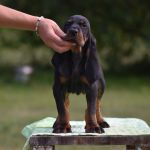 Psí inzerce, inzerce psů - Černo-tříslový coonhound - Black and Tan Coonhound