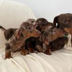 Psí inzerce, inzerce psů - Jezevčík - Prodám očkovaná a krásná štěňata jezevčíků