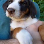 Psí inzerce, inzerce psů - Appenzellský salašnický pes - Appenzellský salašnícky pes