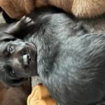 Psí inzerce, inzerce psů - Labradorský retrívr - LR čokoládové a černé fenky