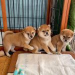 Psí inzerce, inzerce psů - Shiba-inu na prodej~5.500 Kč