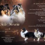 Psí inzerce, inzerce psů - Sheltie - Šeltie/sheltie - Tricolor pejsek s PP