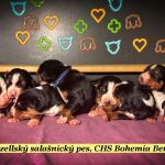Psí inzerce, inzerce psů - Appenzellský salašnický pes - štěňátka s PP (FCI)