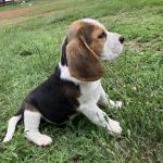 Psí inzerce, inzerce psů - Bígl - Štěňátka Bígl (též beagle) s PP