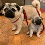 Psí inzerce, inzerce psů - Mops - Prodám štěňátka Mopse