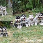 Psí inzerce, inzerce psů - Štěňata Sibiřský Husky 