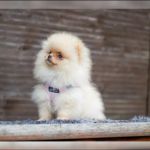 Psí inzerce, inzerce psů - Německý špic trpasličí (Pomeranian)