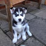 Psí inzerce, inzerce psů - Sibiřský husky štěňátka