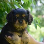 Psí inzerce, inzerce psů - Kavalír King Charles španěl - Štěně Kavalír King Charles Španěl s PP
