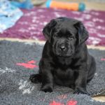 Psí inzerce, inzerce psů - Labradorský retrívr - Labradorský retriever