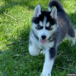 Psí inzerce, inzerce psů - Siberian Husky Welpen zu verkaufen