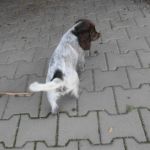 Psí inzerce, inzerce psů - Německý křepelák - Německý křepelák