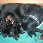 Psí inzerce, inzerce psů - Appenzellský salašnický pes - štěňátka s PP