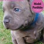 Psí inzerce, inzerce psů - Stafordšírský bullterier - Modrý pejsek Staffordshire Bull Terrier s PP