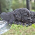 Psí inzerce, inzerce psů - Flat Coated Retriever - Flat coated retriever s PP - volní už jen poslední
