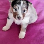 Psí inzerce, inzerce psů - Sheltie - Šeltie - sheltie, pejsci s PP