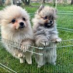 Psí inzerce, inzerce psů - Německý špic trpasličí - Pomeranian štěňata Na Prodej
