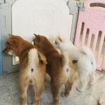 Psí inzerce, inzerce psů - Shiba - Prodám čistokrevná štěňata shiba inu.