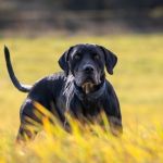 Psí inzerce, inzerce psů - Kříženci - Coahoma Urumaco