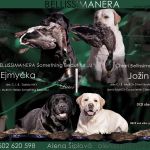 Psí inzerce, inzerce psů - Labradorský retrívr - LABRADOR S PP (FCI)
