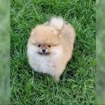 Psí inzerce, inzerce psů - Německý špic trpasličí - Pomeranian štěně