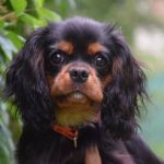 Psí inzerce, inzerce psů - Kavalír King Charles španěl - Kavalír king charles spaniel s PP štěně