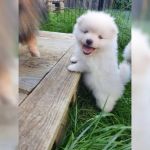 Psí inzerce, inzerce psů - Německý špic trpasličí - Německý špic trpasličí (Pomeranian) Štěňátka