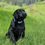 Psí inzerce, inzerce psů - Labradorský retrívr- černá štěňátka s PP