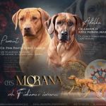 Psí inzerce, inzerce psů - Rhodéský ridgeback - ChS Morana zadá štěňata RR s PP