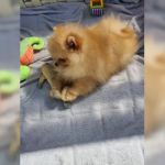 Psí inzerce, inzerce psů - Německý špic - Německý špic trpasličí (Pomeranian)