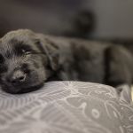 Psí inzerce, inzerce psů - Flat coated retriever s PP - volní už jen poslední