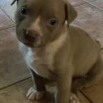 Psí inzerce, inzerce psů -  - American bully XL štěňátka ABKC