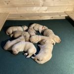 Psí inzerce, inzerce psů - Labradorský retrívr - Labradorský retriever - žlutá štěňátka s PP