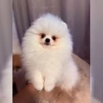 Psí inzerce, inzerce psů - Německý špic trpasličí - Prodám Pomeraniana