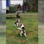 Psí inzerce, inzerce psů - Malý tříbarevný Beagle - štěňátko/fenka