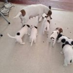 Psí inzerce, inzerce psů - Jack Russell Teriér - Prodám štěňata Jack Russel Terier