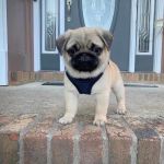 Psí inzerce, inzerce psů - Mops - Prodám štěňátka Mopse