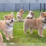 Psí inzerce, inzerce psů - Prodám shiba inu s PP