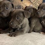 Psí inzerce, inzerce psů - Stafordšírský bullterier - Prodám roztomilá štěňátka Stardforshire Terrier