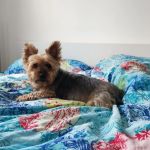 Psí inzerce, inzerce psů - Jorkšírský teriér, yorkšírský teriér - Balou