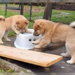 Psí inzerce, inzerce psů - Shiba Inu s PP - Štěně